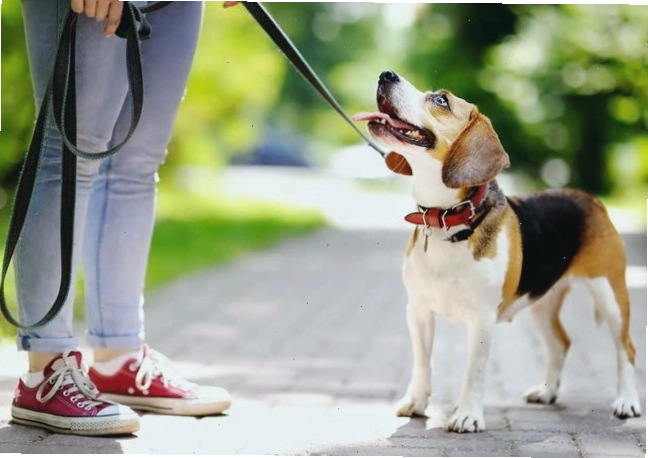 Dẫn chó đi dạo để giải tỏa năng lượng dư thừa