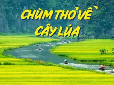 Những bài thơ về cây lúa chan chứa tình quê