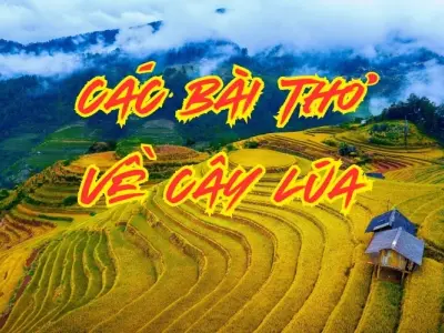 Thơ cây lúa - Nơi lưu giữ hồn quê và ký ức tuổi thơ