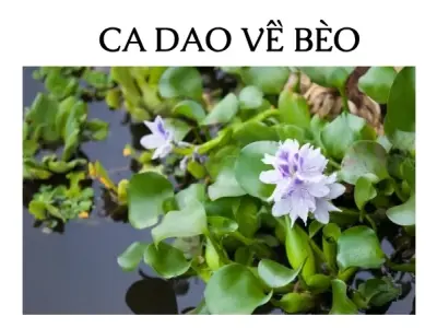 Ca dao về bèo hay và ý nghĩa nhất trong văn học dân gian Việt