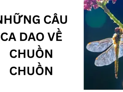 Ca dao về chuồn chuồn và bài học cuộc sống sâu sắc