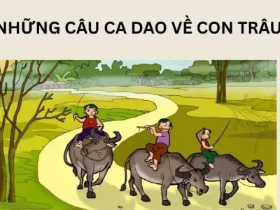 Những câu ca dao về con trâu hay nhất trong văn hóa Việt