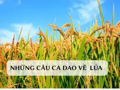 Ca dao về lúa và công sức người nông dân Việt Nam chân chất