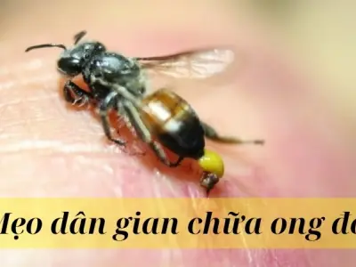 Mẹo dân gian chữa ong đốt bằng các nguyên liệu dễ tìm