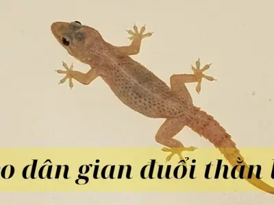 Tổng hợp mẹo dân gian đuổi thằn lằn đơn giản mà hiệu quả