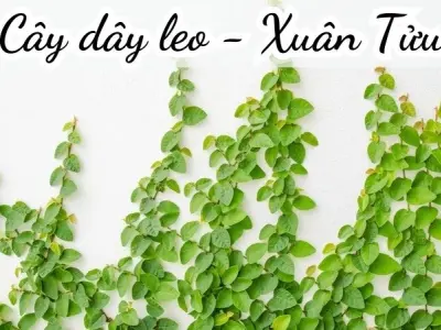 Bài thơ Cây dây leo (Xuân Tửu) - Chủ đề thơ trường mầm non