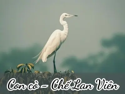 Bài thơ Con cò (Chế Lan Viên) - Phân tích tác giả tác phẩm