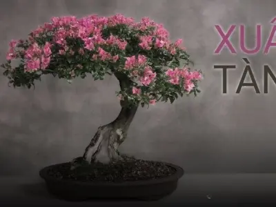 Chùm thơ "Xuân tàn" đậm chất trữ tình và nỗi buồn cuối xuân