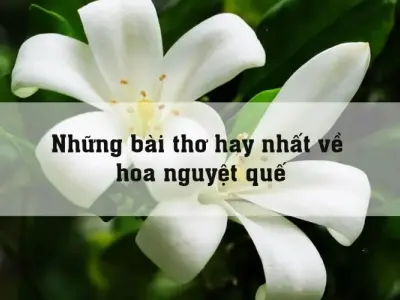 Nguyệt quế trong thơ - Loài hoa của niềm tin và trí tuệ