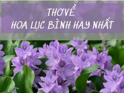 Thơ hoa lục bình - Tâm hồn phiêu du theo sóng nước