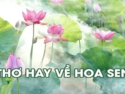 Lắng nghe tâm hồn Việt qua những bài thơ về sen