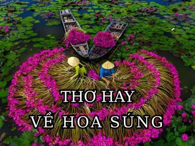 Thơ về hoa súng - Hình ảnh dịu êm giữa dòng thơ quê hương