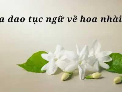 Top ca dao về các loài hoa hay nhất gợi nhớ tuổi thơ phần 2