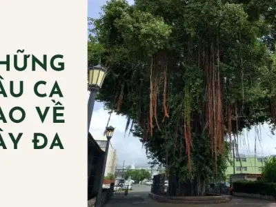 Khám phá những câu ca dao về cây đa và tuổi thơ hay nhất