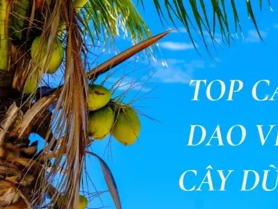 Khám phá ý nghĩa sâu sắc trong ca dao về cây dừa