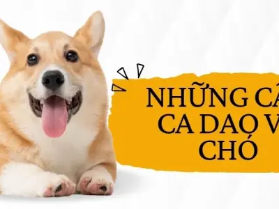 Ca dao về chó và bài học về tình bạn trung thành