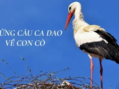 Những câu ca dao về cò giàu cảm xúc và ý nghĩa sâu xa