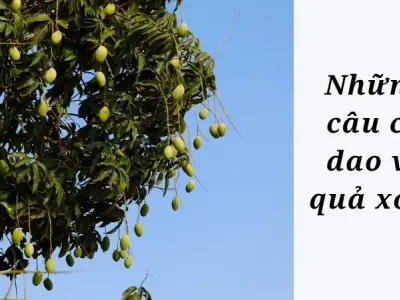 Tuyển chọn những câu ca dao về quả xoài hay và ý nghĩa nhất