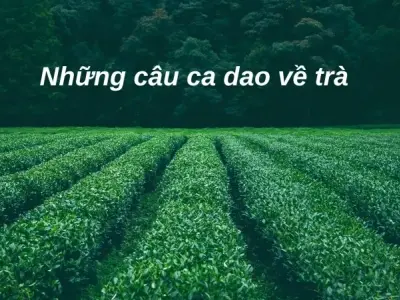 Khám phá ý nghĩa sâu sắc trong những câu ca dao về trà