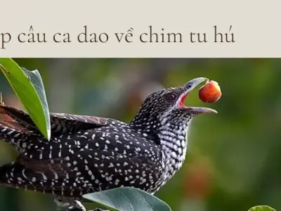 Ca dao về tu hú và nỗi niềm của người con xa quê