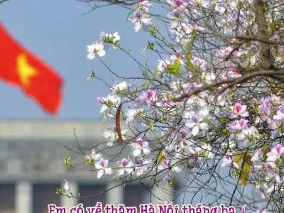 Chùm thơ hay về hoa ban - Nét đẹp núi rừng Tây Bắc