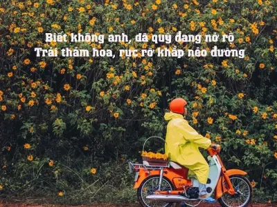 Thơ về hoa dã quỳ vàng rực nở giữa cao nguyên