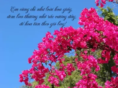 Những vần thơ nhẹ nhàng và mộng mơ về hoa giấy
