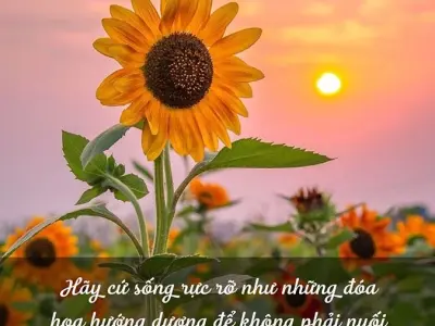 Thơ hoa hướng dương - Biểu tượng của niềm tin và hy vọng