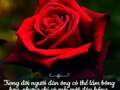 Tuyển tập thơ về hoa hồng lãng mạn, sâu sắc nhất