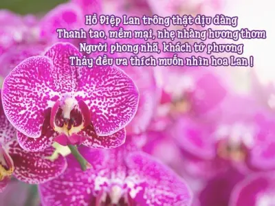 Chùm thơ về hoa lan mang đậm chất trữ tình sâu lắng
