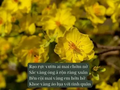 Những vần thơ về hoa mai rực rỡ trong nắng xuân