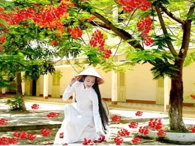 Chùm thơ hoa phượng gợi nhớ tuổi học trò mộng mơ