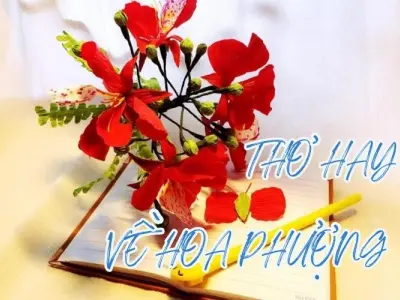 Hoa phượng đỏ trong thơ - Dấu ấn mùa chia tay