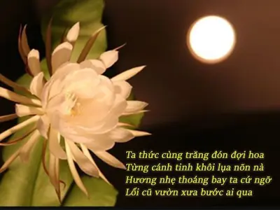 Tuyển chọn thơ hoa quỳnh nhẹ nhàng và sâu lắng