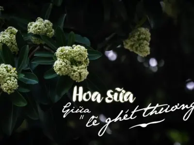 Những vần thơ dịu dàng và sâu lắng về hoa sữa thu