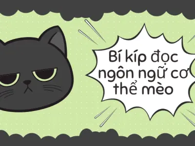 Khám phá ngôn ngữ cơ thể mèo- Hiểu mèo chuẩn xác nhất