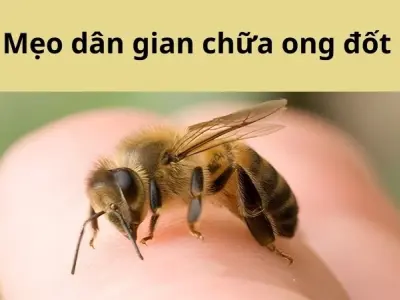 Mẹo dân gian chữa ong đốt giảm đau, ngừa sưng tấy tức thì
