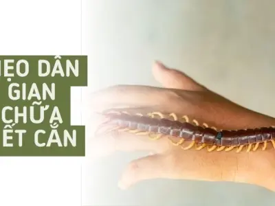 Mẹo dân gian chữa rết cắn được truyền lại từ đời ông bà ta