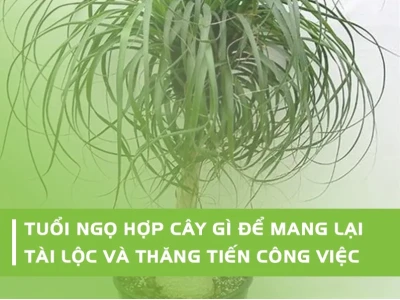 1978 hợp cây gì? Chọn cây phong thủy hút tài lộc cho người Mậu Ngọ