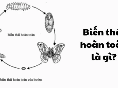 Biến Thái Hoàn Toàn Là Gì? Phân Tích Chuyên Sâu Các Ví Dụ Điển Hình