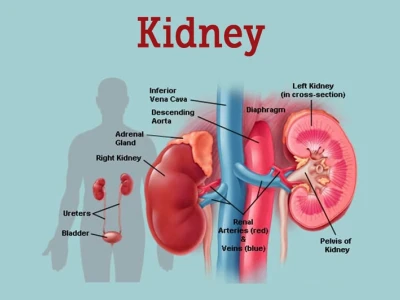 Đạm Thận là gì? Hiểu Rõ Vai Trò và Cách Sử Dụng Thuốc Hỗ Trợ Thận