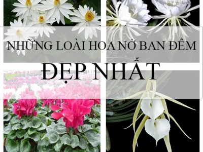 Khám phá thế giới hoa nở về đêm thơm ngát hương say