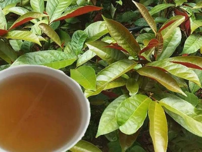 Lá đơn đỏ có tác dụng gì và cách dùng hiệu quả