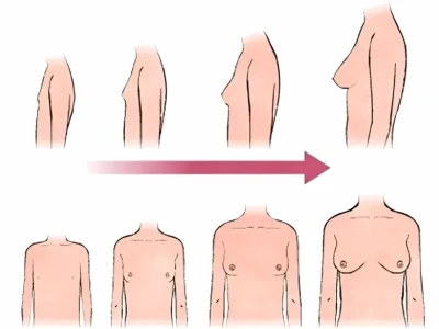 Ngực con gái phát triển như thế nào và đến bao nhiêu tuổi?