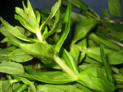 Rau ngổ là gì? Công dụng và bài thuốc chữa bệnh từ rau ngổ