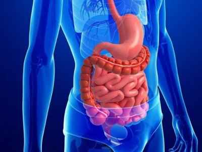 Tiêu Hóa Tiếng Anh Là Gì? Giải Đáp Chi Tiết Và Mở Rộng