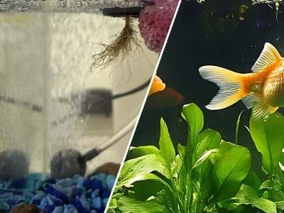 A complete guide to aquaponics for small pet fish tanks in 2026