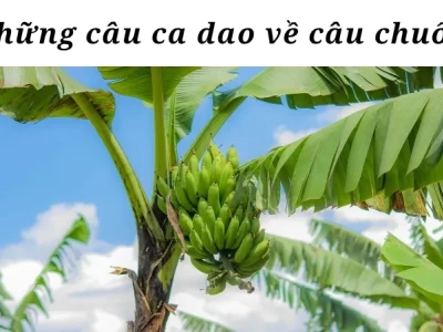 Ca dao về cây chuối và bài học nhân văn sâu sắc từ dân gian