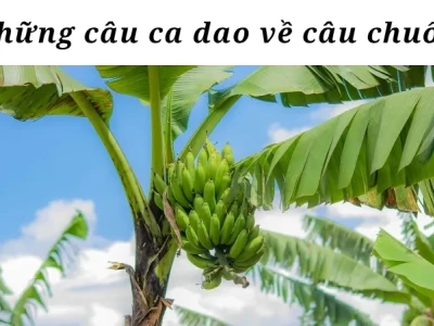 Ca dao về cây chuối và bài học nhân văn sâu sắc từ dân gian